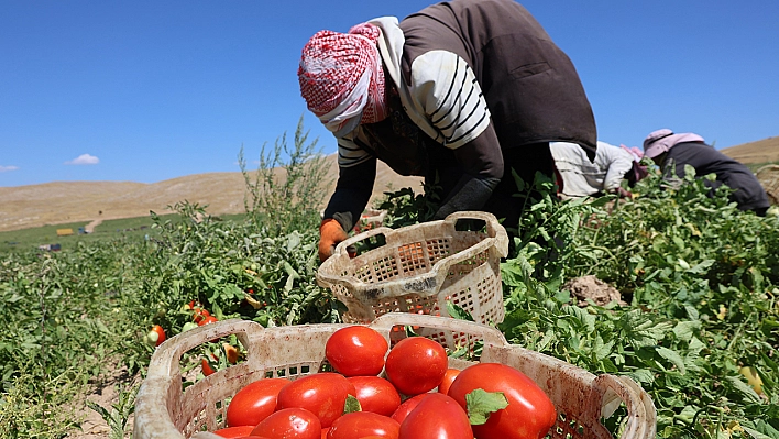 Elazığ'da 7 bin dekarlık alanda domates hasadı sürüyor