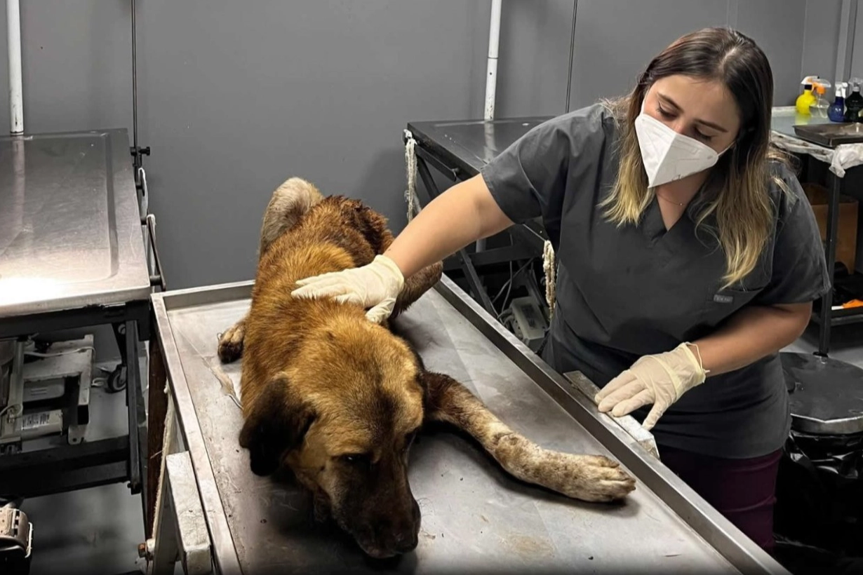 Aybastı'da ağzına çengel takılan köpek belediye ekiplerince kurtarıldı