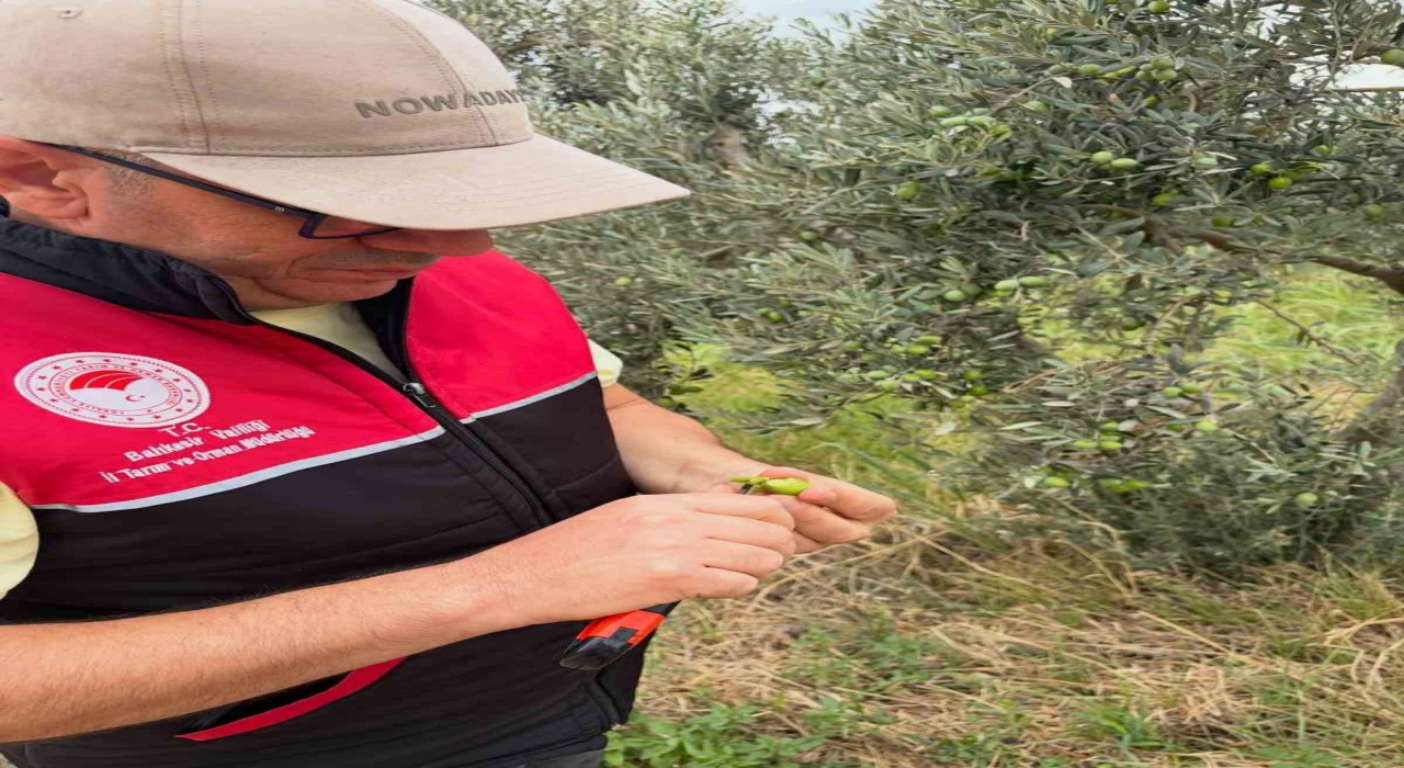 Burhaniye'de zeytin hasadı öncesi zeytin sineği riskine karşı denetimler artırıldı