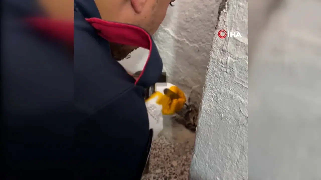 Osmaniye'de su giderine sıkışan yavru kedi itfaiye ekiplerince kurtarıldı