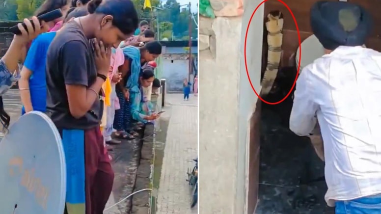 Hindistan'da bir evin tuvaletinde dev kobra yılanı bulundu