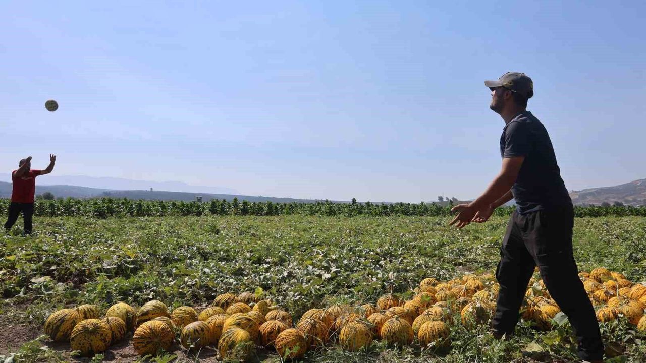 Hatay'da kavun hasadı başladı, tarlada kilogram fiyatı 10 TL