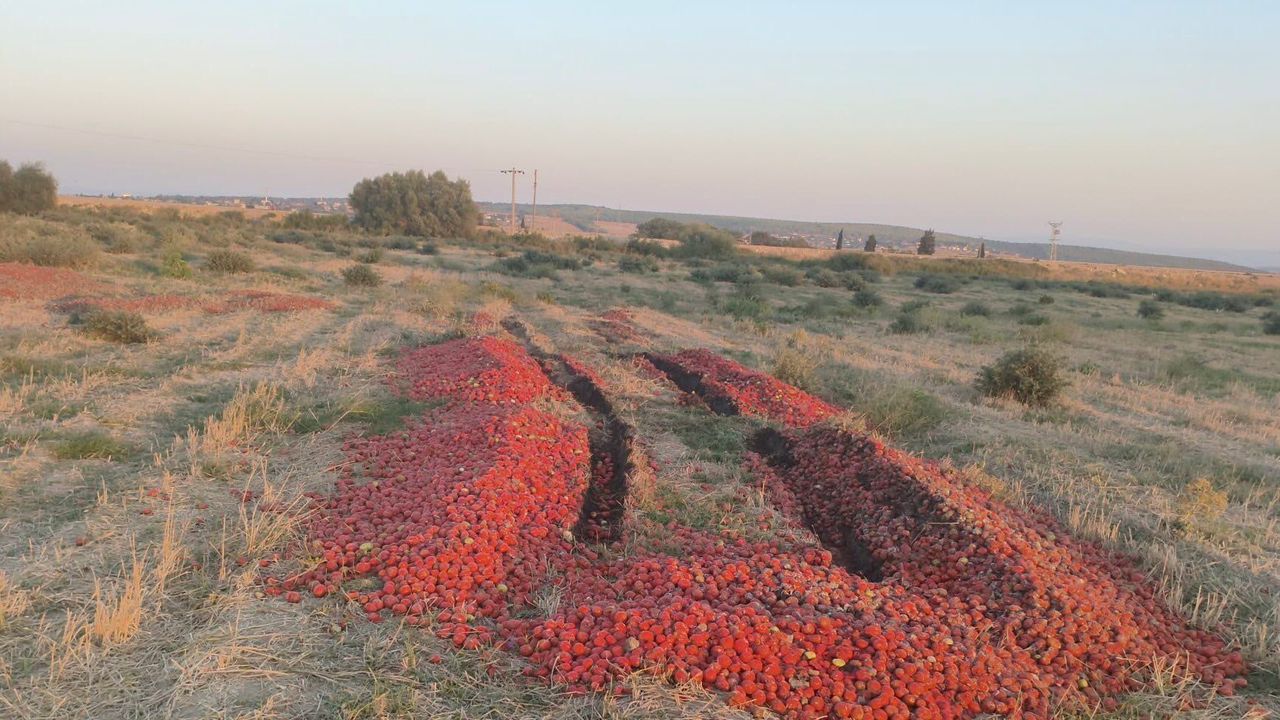 Bakanlık meraya dökülen domateslerin fiziki durumu nedeniyle reddedildiğini açıkladı
