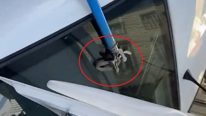 Diyarbakır'da otomobil bagajına giren yılan esnaf tarafından çıkarıldı