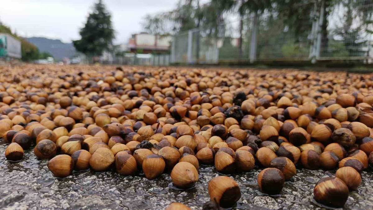 Ordu'da yağışlar fındık kurutma çalışmalarını aksattı