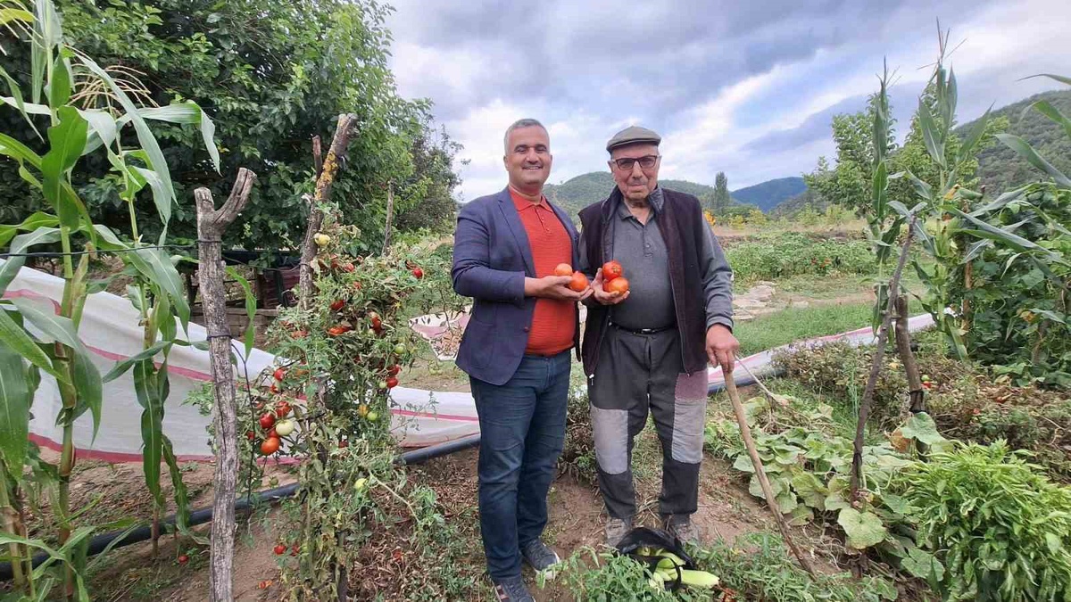 Manisalı çiftçi dedesinden kalan ata tohumu domatesleri yaşatıyor